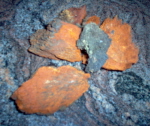 Bulk Indian Paint Fungus